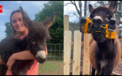 Georgia police officer who killed 1-year-old donkey HeeHaw says the miniature donkey charged at him; owner says ‘he was my kid’