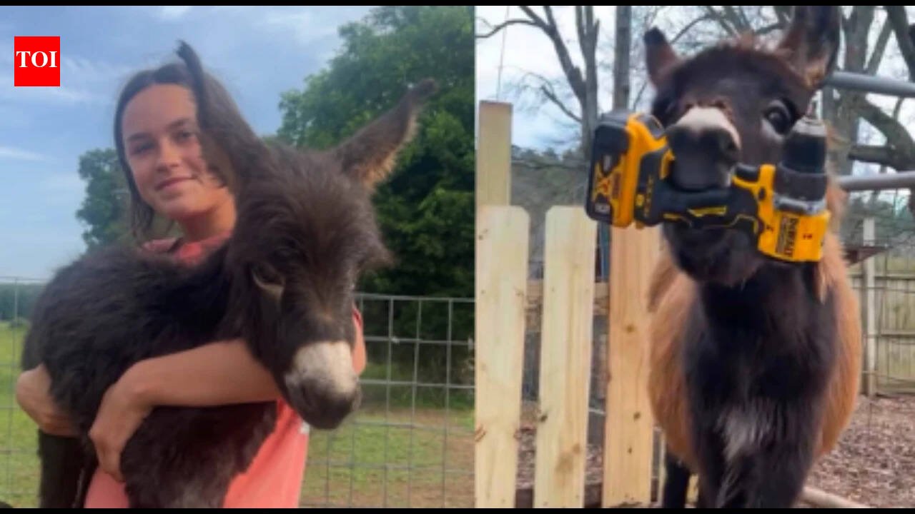 Georgia police officer who killed 1-year-old donkey HeeHaw says the miniature donkey charged at him; owner says ‘he was my kid’