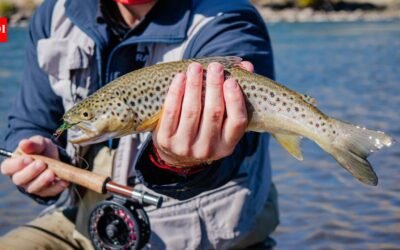 From 1870 to 1988, California stocked mountain lakes with trout for anglers; the fish helped push yellow-legged frogs from 92% of their historic Sierra Nevada range