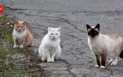 In 2016, NSW began fencing feral cats and foxes out of three reserves; 10 years later, 13 locally extinct species had returned, some after 100+ years, and were breeding again