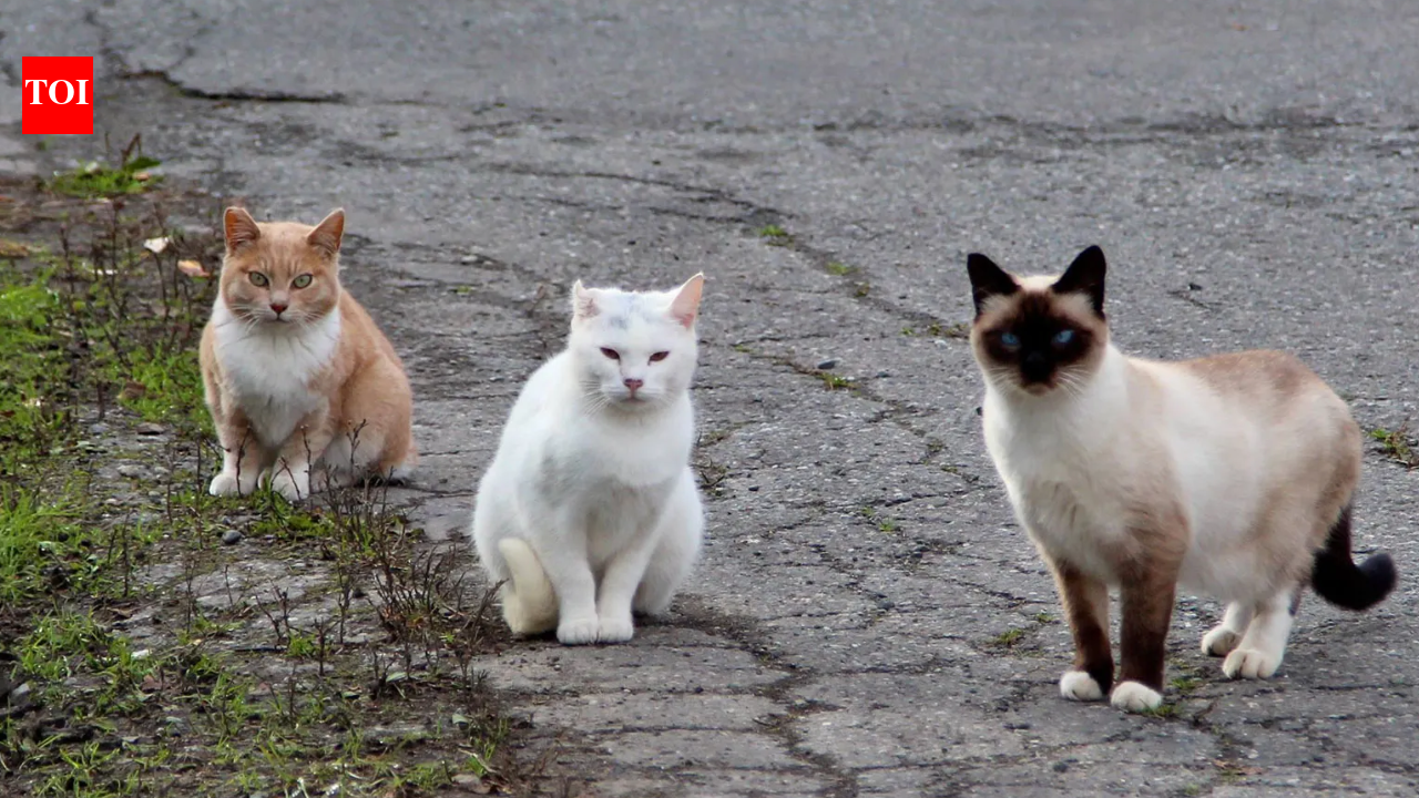 In 2016, NSW began fencing feral cats and foxes out of three reserves; 10 years later, 13 locally extinct species had returned, some after 100+ years, and were breeding again