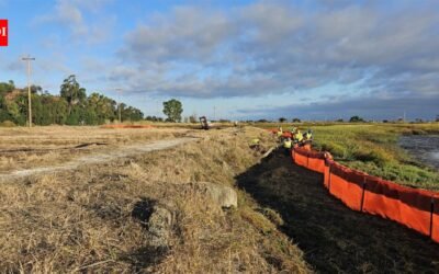 Palo Alto built San Francisco Bay’s first horizontal levee to reuse treated wastewater; the 500-foot living slope restores marsh habitat and tests defenses against sea-level rise