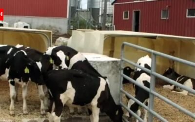 In 2011, a Massachusetts dairy installed the state’s first agricultural digester; by 2020, manure and food waste were saving it $155,000 a year on heat, fertiliser, and bedding