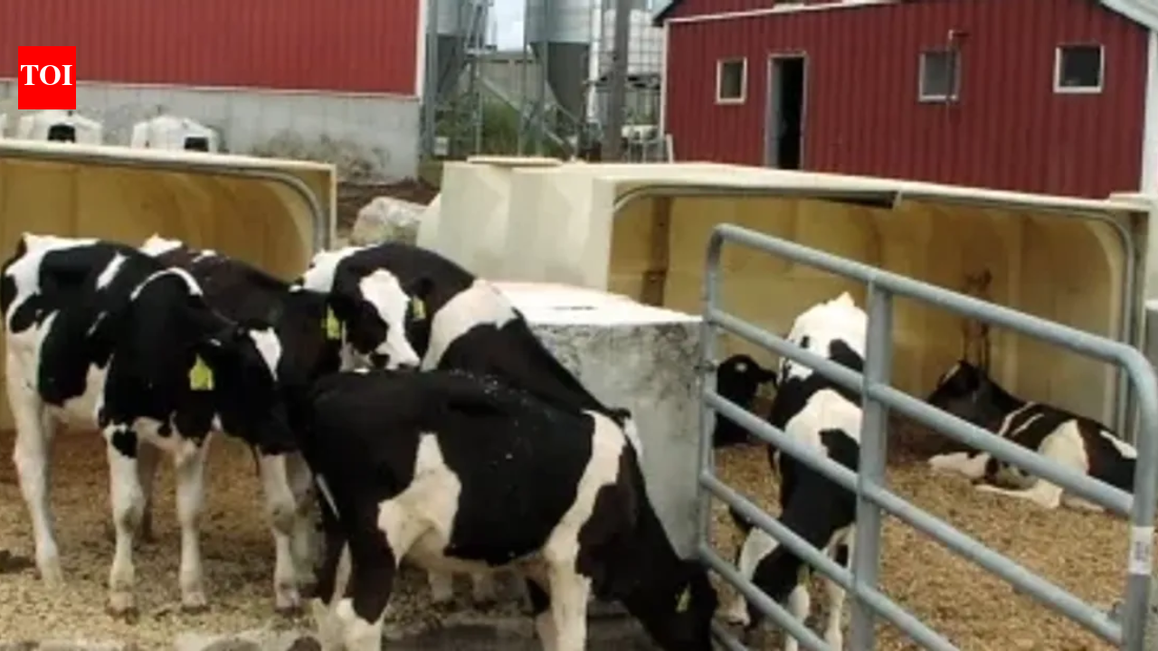 In 2011, a Massachusetts dairy installed the state’s first agricultural digester; by 2020, manure and food waste were saving it 5,000 a year on heat, fertiliser, and bedding