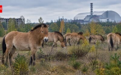 In 1998, 31 Przewalski’s horses were brought to Chernobyl; deaths and poaching followed before their numbers reached 137 by 2018﻿ | World News