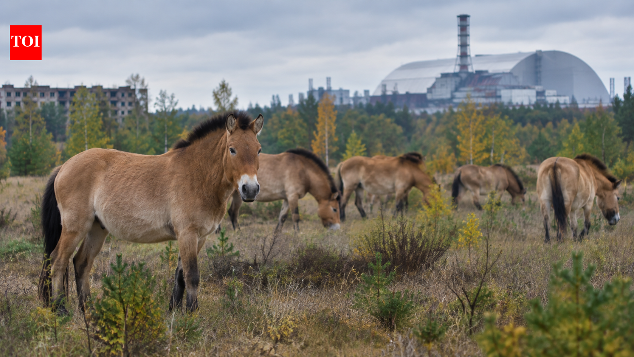 In 1998, 31 Przewalski’s horses were brought to Chernobyl; deaths and poaching followed before their numbers reached 137 by 2018﻿ | World News