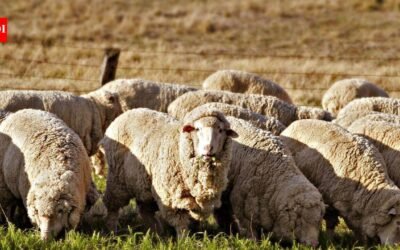 A Texas farmer stopped planting cotton and sent his sheep to solar farms; the switch turned a potential $200,000 loss into $300,000 profit | World News