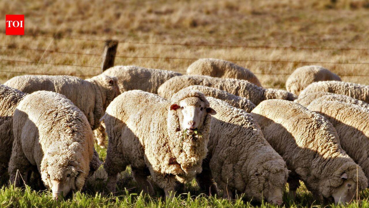 A Texas farmer stopped planting cotton and sent his sheep to solar farms; the switch turned a potential $200,000 loss into $300,000 profit | World News