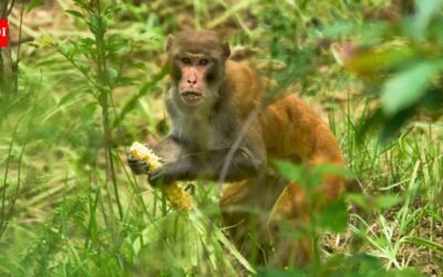 Nepal farmers are losing up to 90% of their maize to monkey and wild boars; getting compensation can require 12 documents for a payout capped at Rs 10,000 | World News