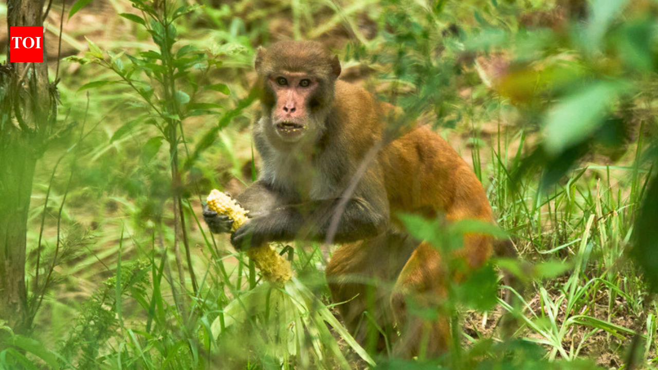 Nepal farmers are losing up to 90% of their maize to monkey and wild boars; getting compensation can require 12 documents for a payout capped at Rs 10,000 | World News