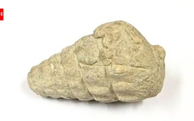 A 66-million-year-old gastropod fossil was found at a 5,000-year-old settlement in Ankara; ancient inhabitants may have brought it there | World News