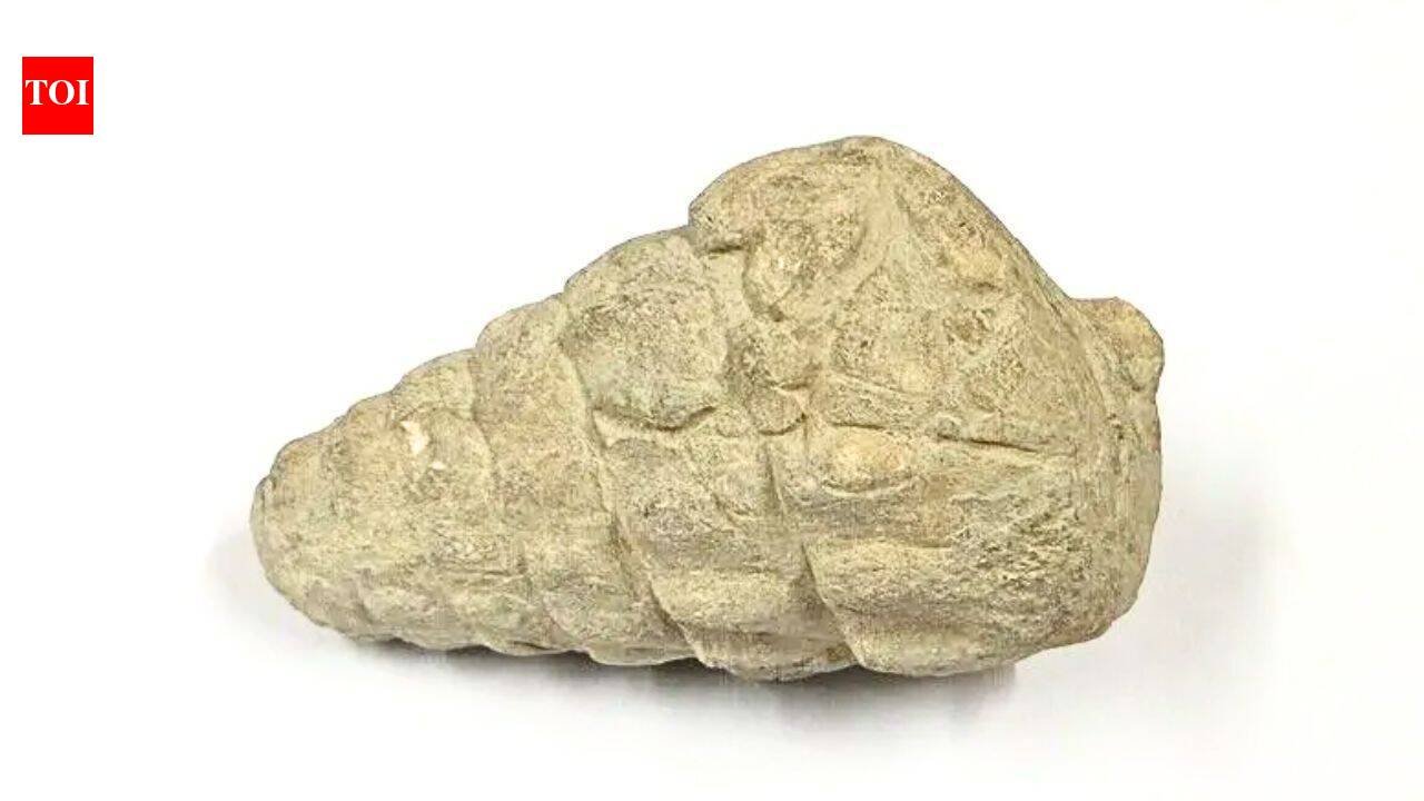 A 66-million-year-old gastropod fossil was found at a 5,000-year-old settlement in Ankara; ancient inhabitants may have brought it there | World News