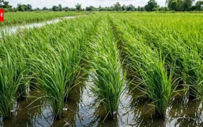 Scientists turned rice plants into tiny power sources; the system also cut methane emissions from paddy cultivation |