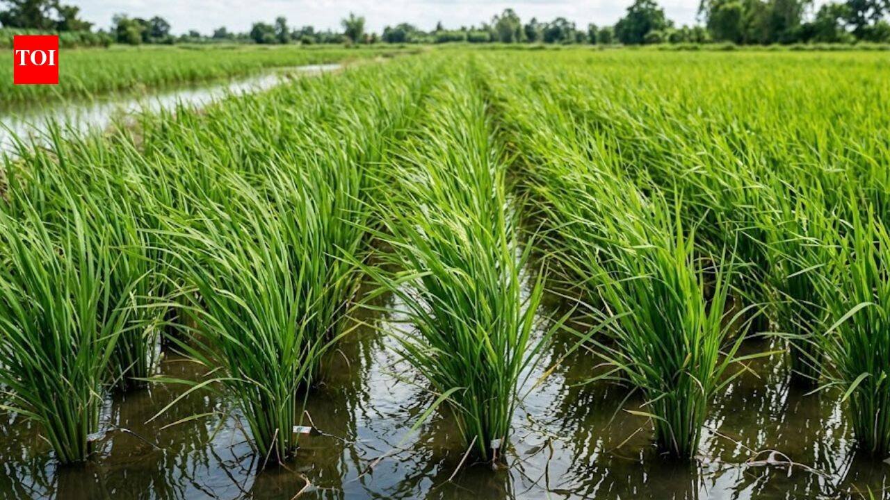 Scientists turned rice plants into tiny power sources; the system also cut methane emissions from paddy cultivation |