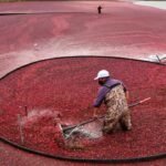 In 2018, Massachusetts removed the first of two old dams from former cranberry bogs; by 2020, 56 acres of wetlands had been rebuilt and 200+ native plant species had