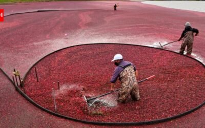 In 2018, Massachusetts removed the first of two old dams from former cranberry bogs; by 2020, 56 acres of wetlands had been rebuilt and 200+ native plant species had