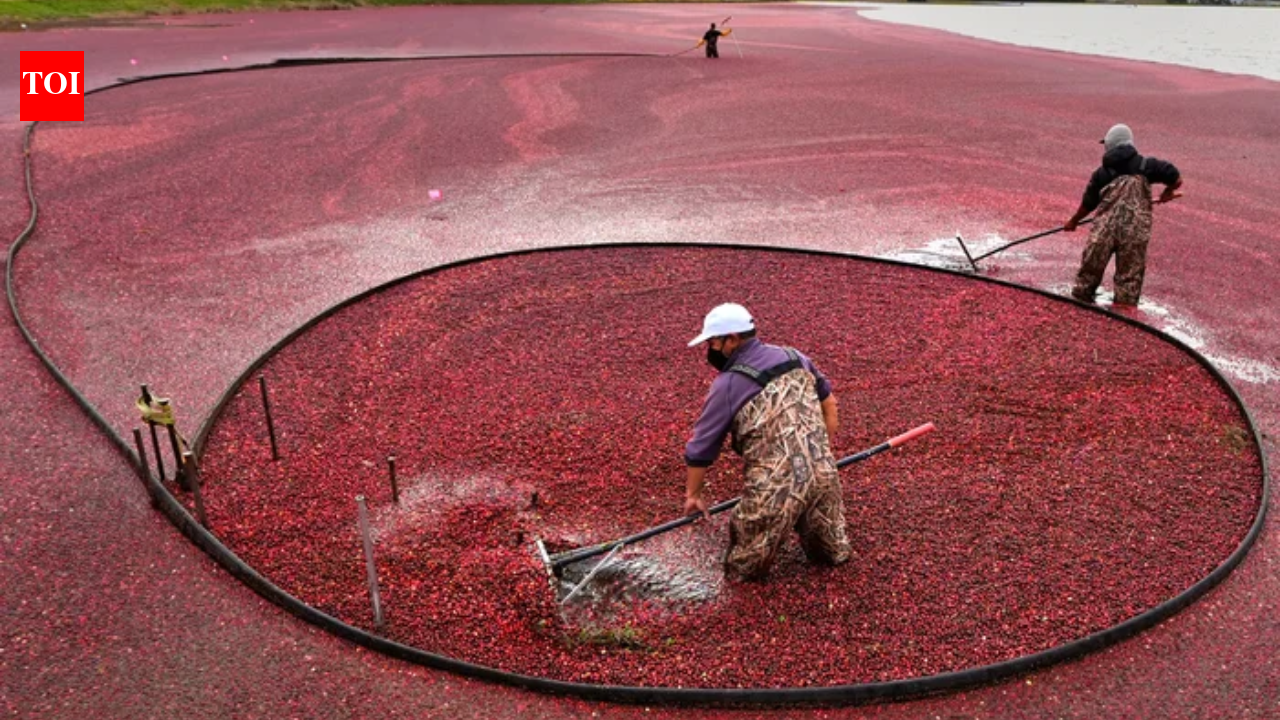 In 2018, Massachusetts removed the first of two old dams from former cranberry bogs; by 2020, 56 acres of wetlands had been rebuilt and 200+ native plant species had