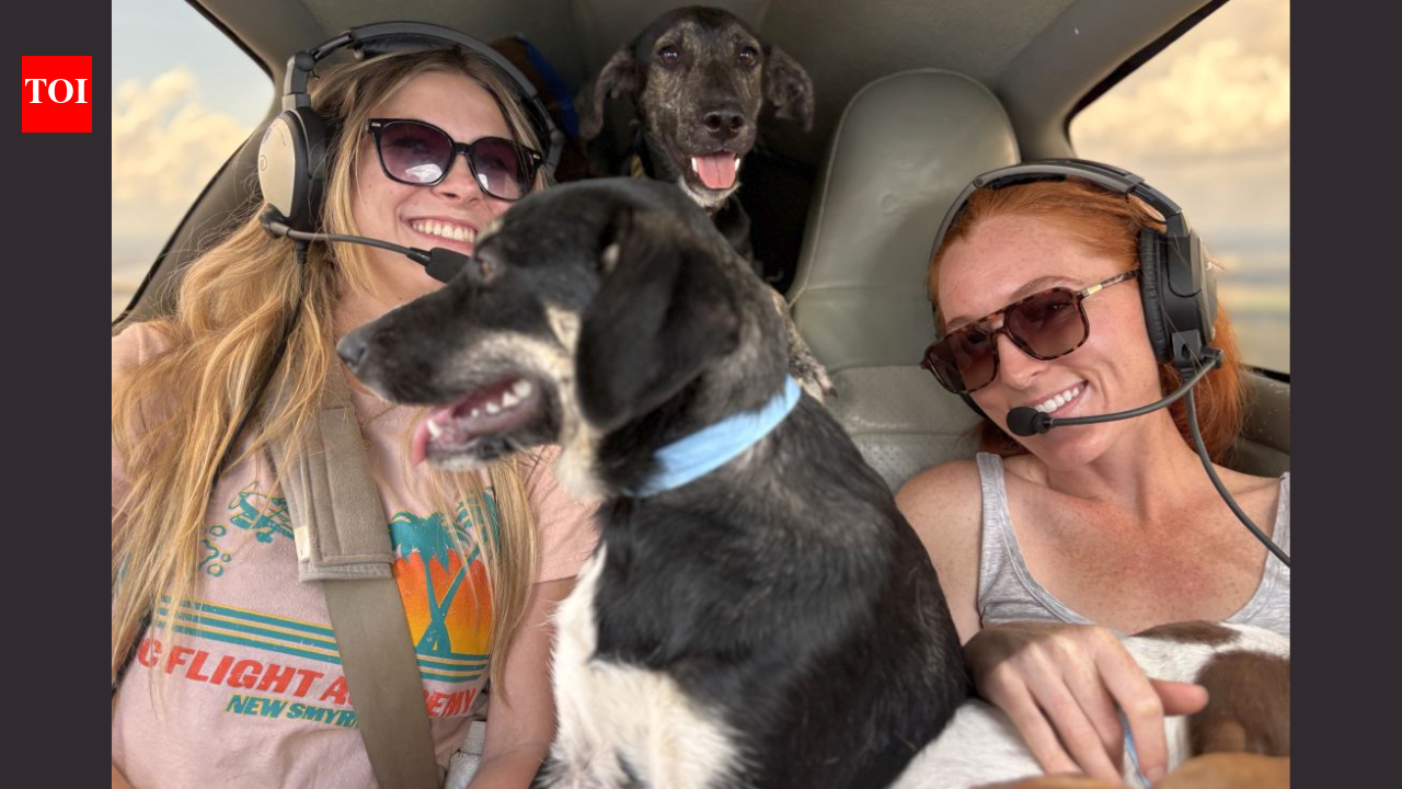 Florida volunteer pilots started flying animals out of overcrowded shelters in 2010; more than 12,000 rescued dogs and cats have now made the journey