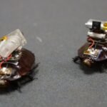 Australian scientists have created a cyborg cockroach that could locate victims and save lives in disaster zones