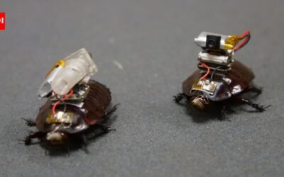 Australian scientists have created a cyborg cockroach that could locate victims and save lives in disaster zones