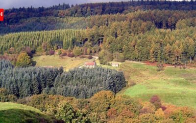 Britain released two beavers into a 10-hectare forest; 5 years later, peak water flow fell 46.6% and baseflow rose by 417% |