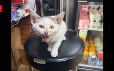 NYC bodega cat Jabal returned after being snatched from street, owner had announced $500 no-questions-asked reward; woman in custody