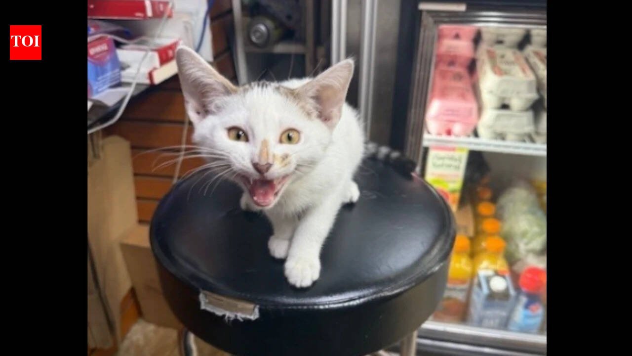 NYC bodega cat Jabal returned after being snatched from street, owner had announced 0 no-questions-asked reward; woman in custody