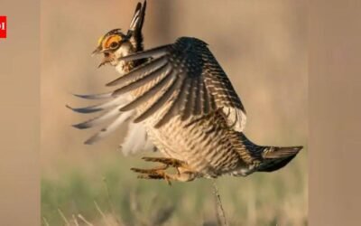 Colorado had more than 80,000 lesser prairie-chickens in 1975 but counted only 89 breeding males in 2024; a land trust has now spent nearly $2 million on a 2,100-acre ranch to help bring them back