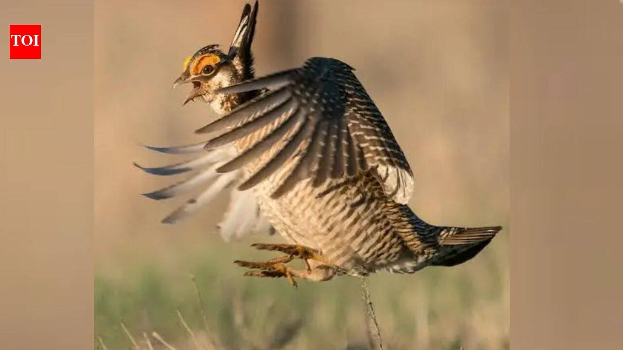 Colorado had more than 80,000 lesser prairie-chickens in 1975 but counted only 89 breeding males in 2024; a land trust has now spent nearly $2 million on a 2,100-acre ranch to help bring them back
