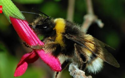 Ann Hammond spent years restoring her 12-acre Iowa property with native habitat; years later, a federally endangered bumblebee appeared among her flowers