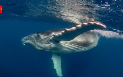 ‘Heartbreaking and extremely rare’: Mother humpback whale carries stillborn calf through the ocean; scientists explain the unusual behaviour