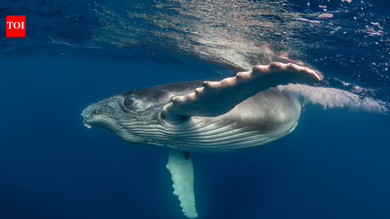 ‘Heartbreaking and extremely rare’: Mother humpback whale carries stillborn calf through the ocean; scientists explain the unusual behaviour