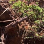 World’s last known wild Chilean tree daisy gets a lifeline as conservationists use ropes to support its only survivor and two seedlings arrive at a Scottish garden |