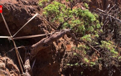 World’s last known wild Chilean tree daisy gets a lifeline as conservationists use ropes to support its only survivor and two seedlings arrive at a Scottish garden |