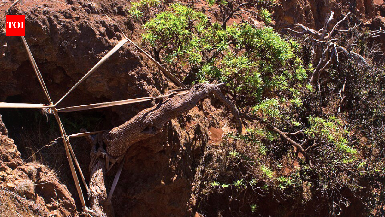 World’s last known wild Chilean tree daisy gets a lifeline as conservationists use ropes to support its only survivor and two seedlings arrive at a Scottish garden |
