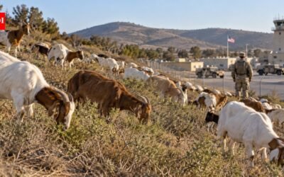 A San Diego military base has brought in almost 500 goats to eat dry brush, testing a wildfire-risk reduction idea its fire chief backed for years | World News