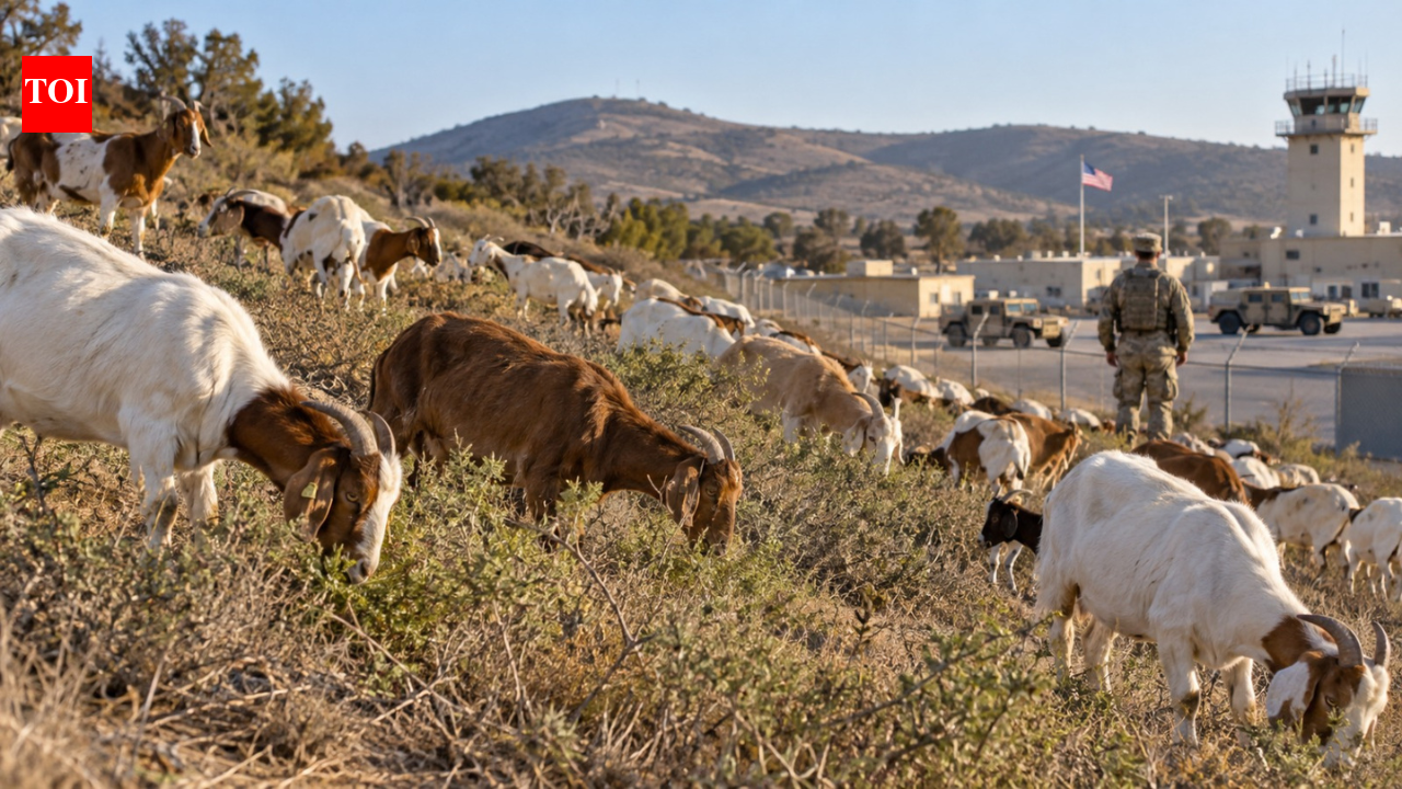 A San Diego military base has brought in almost 500 goats to eat dry brush, testing a wildfire-risk reduction idea its fire chief backed for years | World News
