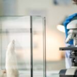 Stanford scientists transplanted human brain tissue into mice missing most of their cortex; within months, it grew to occupy more than 90% of the space