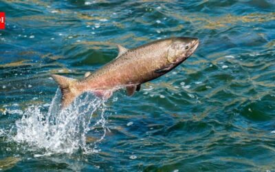 In 2024, California removed an 18-foot dam from Neefus Gulch and restored 1,600 feet of stream; by January 2026, 8 spawning nests were recorded above barriers salmon had been unable to pass for 70+ years