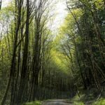 A new Oregon bill would transfer 18,626 acres of national forest to the Grand Ronde tribes; the land would remain open to the public while helping rebuild a reservation lost through federal termination