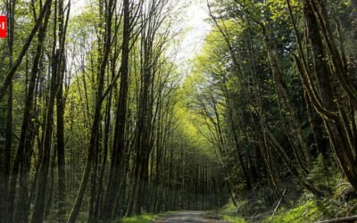 A new Oregon bill would transfer 18,626 acres of national forest to the Grand Ronde tribes; the land would remain open to the public while helping rebuild a reservation lost through federal termination