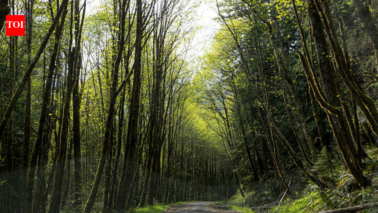 A new Oregon bill would transfer 18,626 acres of national forest to the Grand Ronde tribes; the land would remain open to the public while helping rebuild a reservation lost through federal termination