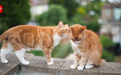 Cats may have their own chemical ‘ID cards’: Scientists found 13 unusual fatty acids in urine that remain stable for at least 24 hours which can easily help identify individual cats