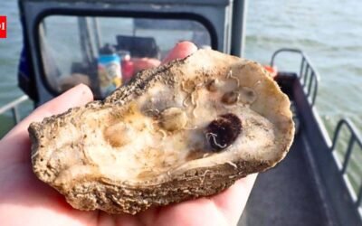Texas recycled 650,000 pounds of discarded oyster shells to rebuild 4.5 acres of reef in St. Charles Bay | World News