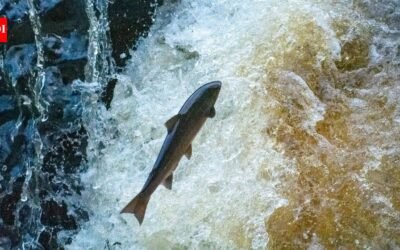Maine removed a 60-year-old river barrier where only about 25 wild adult Atlantic salmon return each year; a new nature-like fishway aims to reopen migration routes