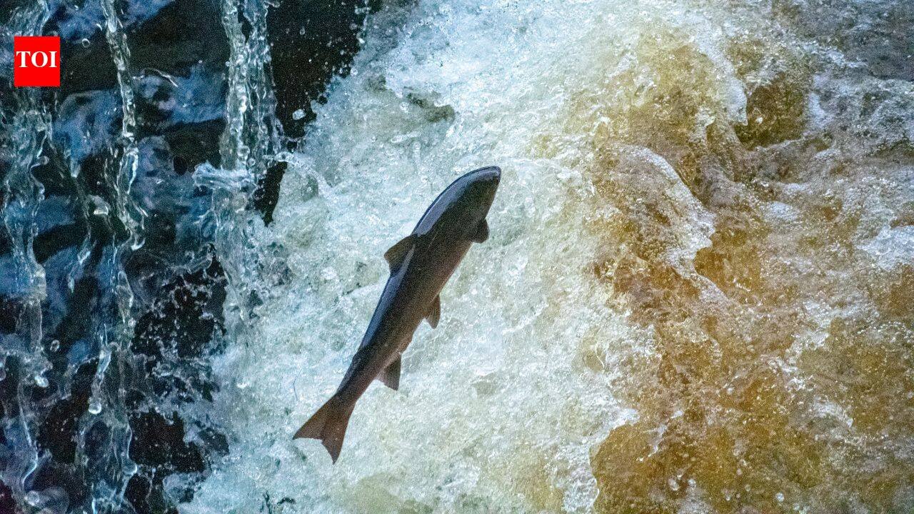 Maine removed a 60-year-old river barrier where only about 25 wild adult Atlantic salmon return each year; a new nature-like fishway aims to reopen migration routes