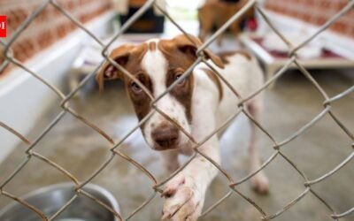 In 2017, June Thomas started rescuing ‘rez dogs’ from her home in Manitoba; after surveying 200 homes and helping sterilise 65+ animals, she has now opened an on-reserve shelter