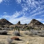 California acquired 640 acres near Pioneertown for western Joshua tree conservation; climate projections rank it among Southern California’s best future habitats, with tribal co-management now being planned