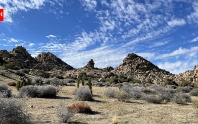 California acquired 640 acres near Pioneertown for western Joshua tree conservation; climate projections rank it among Southern California’s best future habitats, with tribal co-management now being planned
