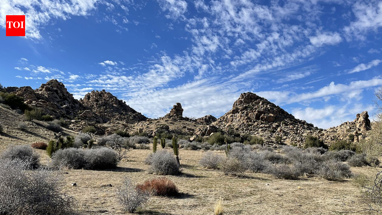 California acquired 640 acres near Pioneertown for western Joshua tree conservation; climate projections rank it among Southern California’s best future habitats, with tribal co-management now being planned